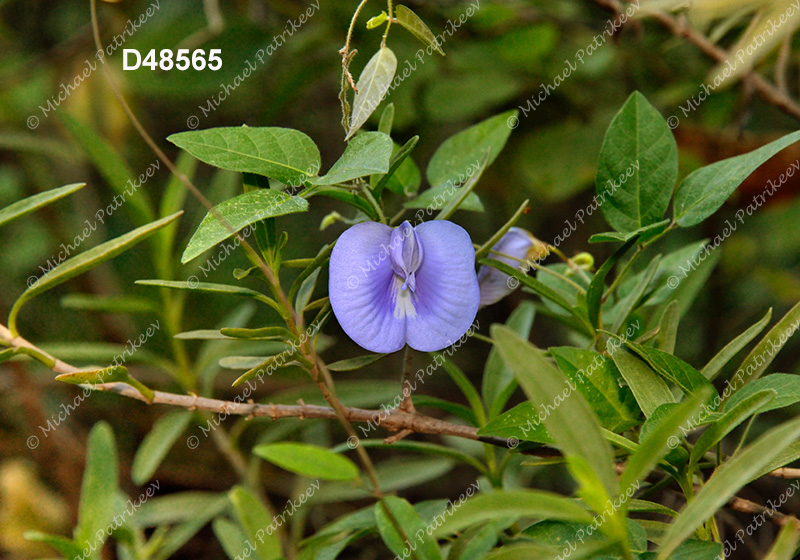 Coastal Butterfly-Pea (Centrosema virginianum)